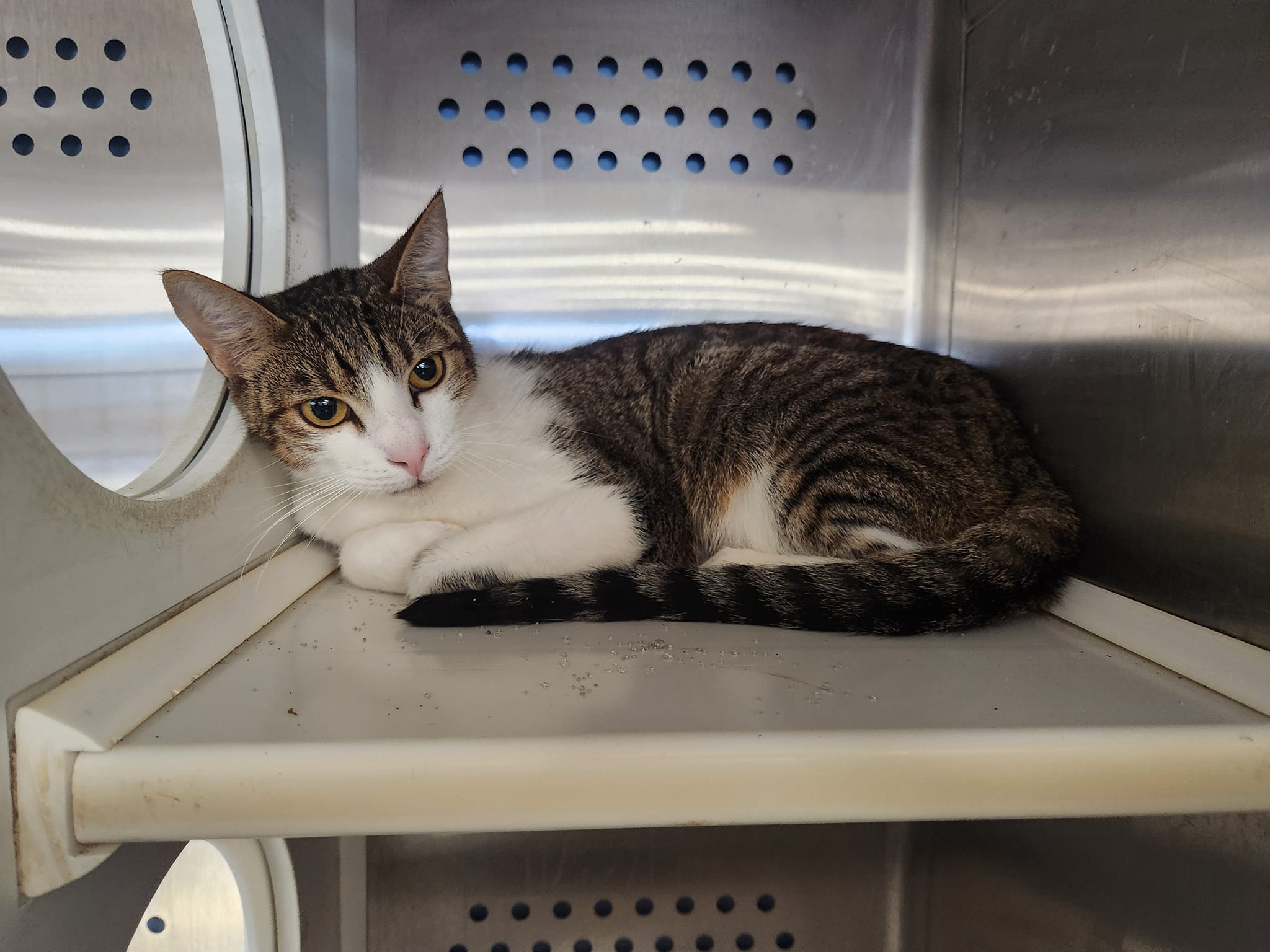 Enlarge Mr. Crabs, a Adoptable Domestic Short Hair in Mount Pleasant, TX image 1/1