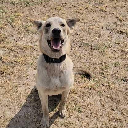 Enlarge William, a ADOPTABLE mixed breed in Valdosta, GA image 3/3