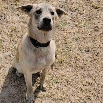 Enlarge William, a ADOPTABLE mixed breed in Valdosta, GA image 2/3
