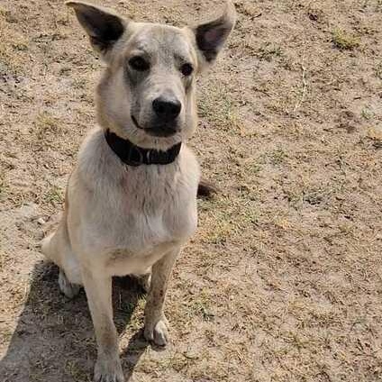 Enlarge William, a ADOPTABLE mixed breed in Valdosta, GA image 1/3