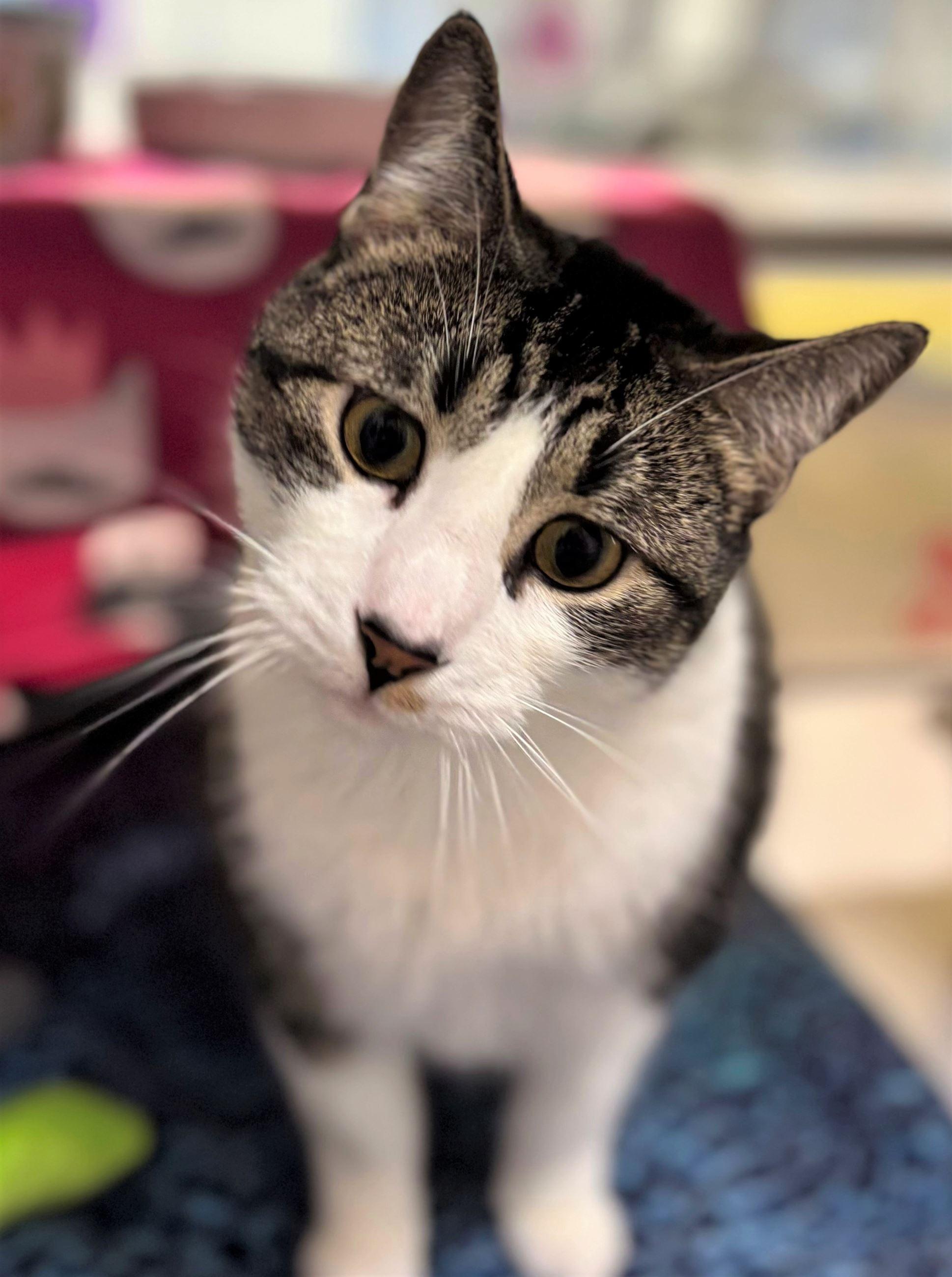 Minnie, a ADOPTABLE Domestic Short Hair in Iowa City, IA image 2/2