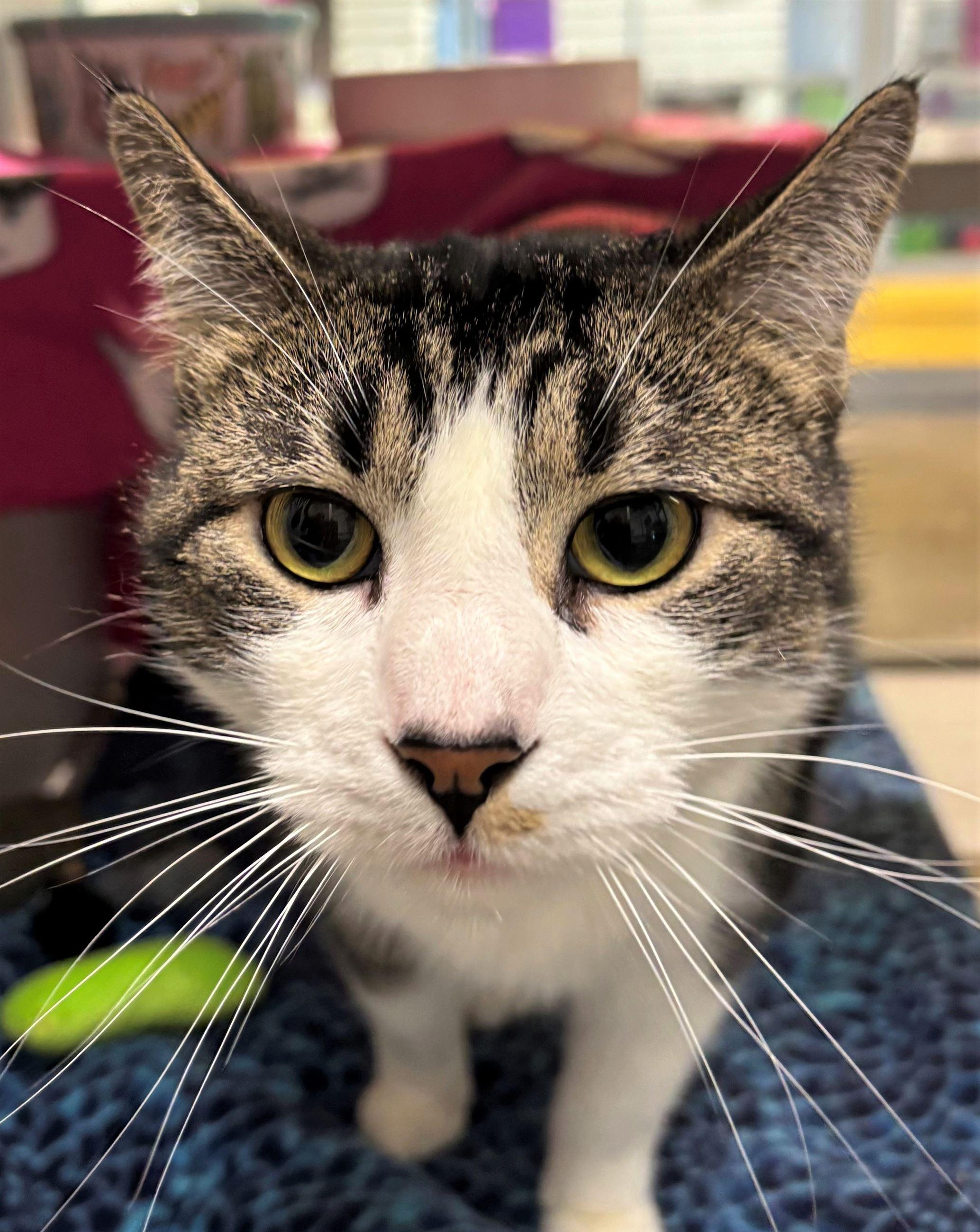 Minnie, ADOPTABLE, Adult Female Domestic Short Hair.