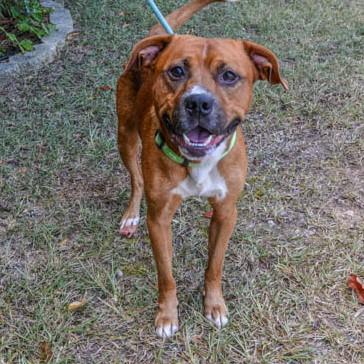 Buddy, Adoptable, Adult Male Pit Bull Terrier & Boxer.