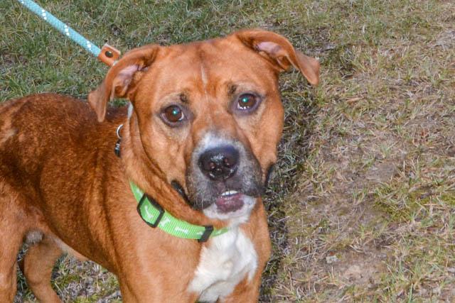 Enlarge Buddy, a Adoptable mixed breed in Irmo, SC image 3/3