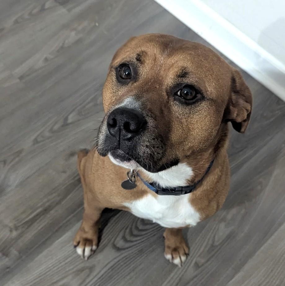 Buddy, a Adoptable mixed breed in Irmo, SC image 1/5