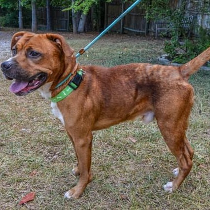Enlarge Buddy, a Adoptable mixed breed in Irmo, SC image 2/3