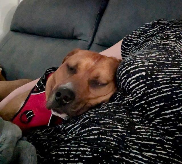 Buddy, a Adoptable mixed breed in Irmo, SC image 5/5