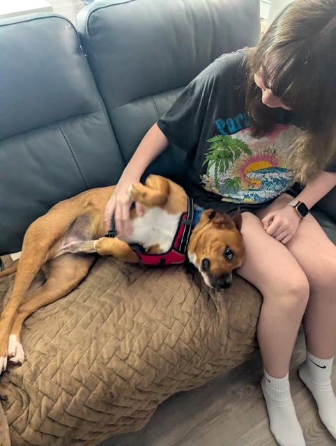 Buddy, a Adoptable mixed breed in Irmo, SC image 4/5