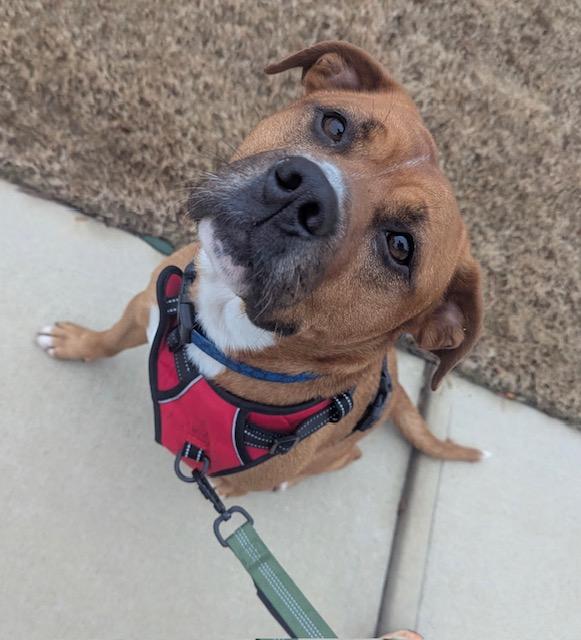 Buddy, a Adoptable mixed breed in Irmo, SC image 2/5