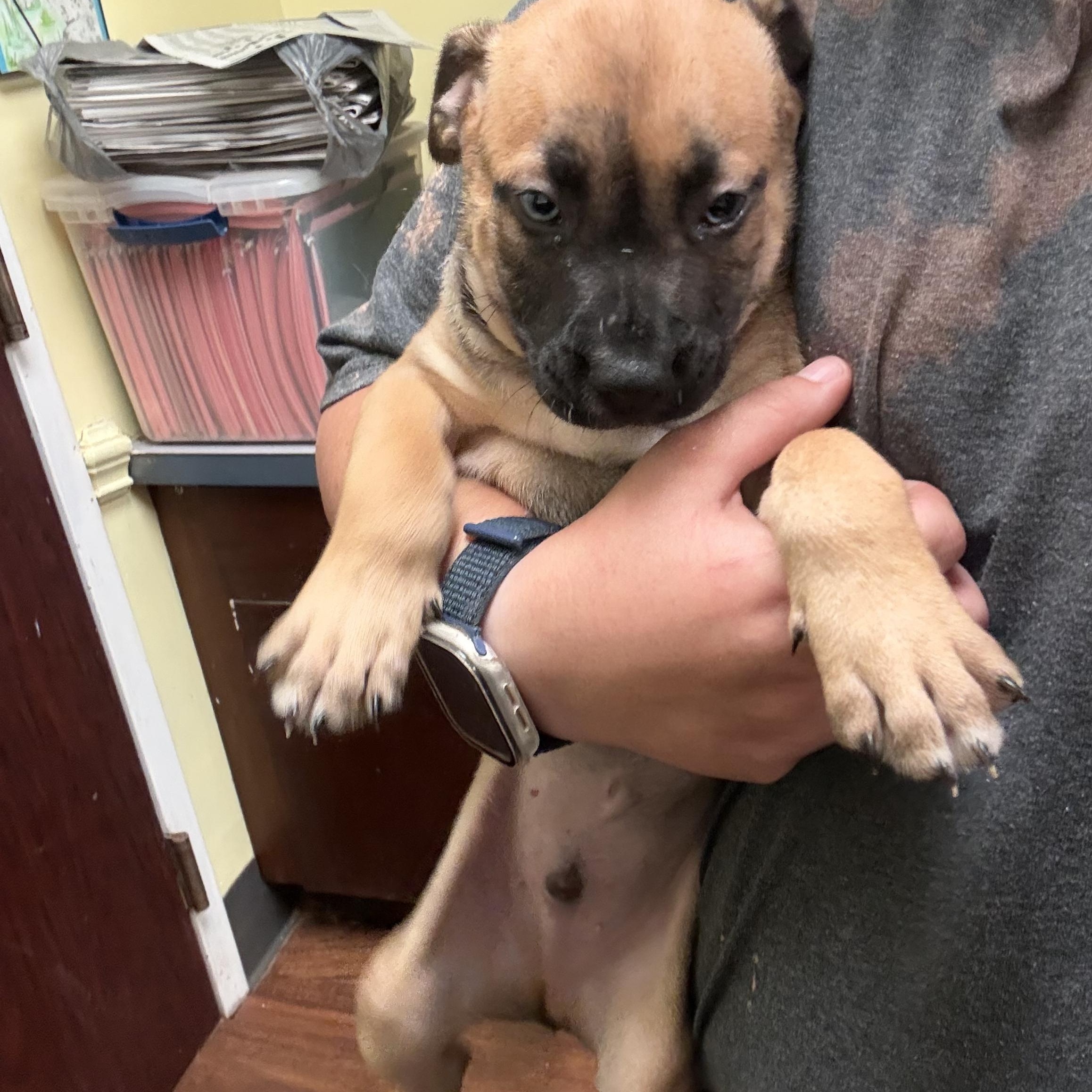 Enlarge Ford, a ADOPTABLE mixed breed in Bethlehem, PA image 3/4