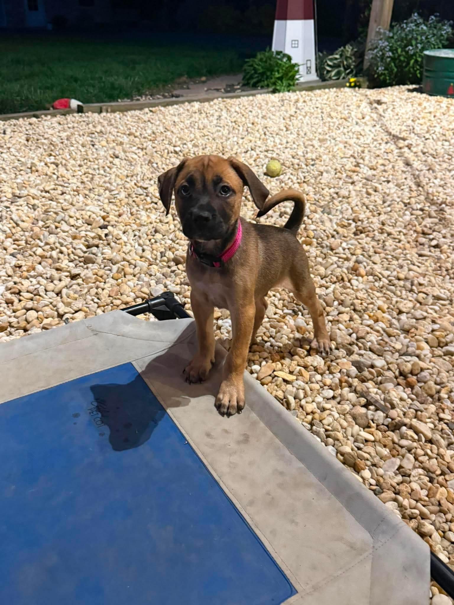 Ford, ADOPTABLE, Puppy Male Hound & Shepherd.