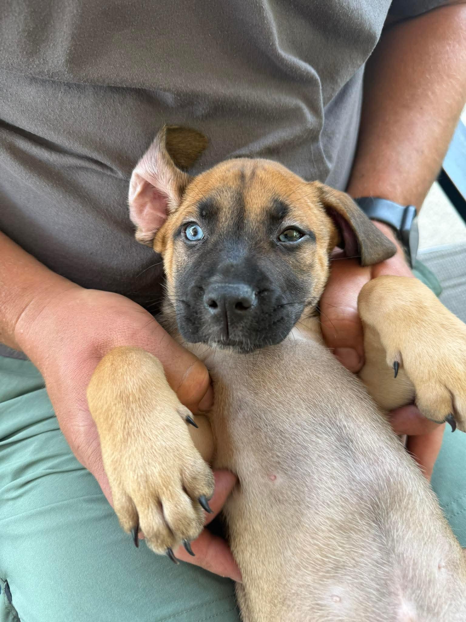 Enlarge Ford, a ADOPTABLE mixed breed in Bethlehem, PA image 2/4