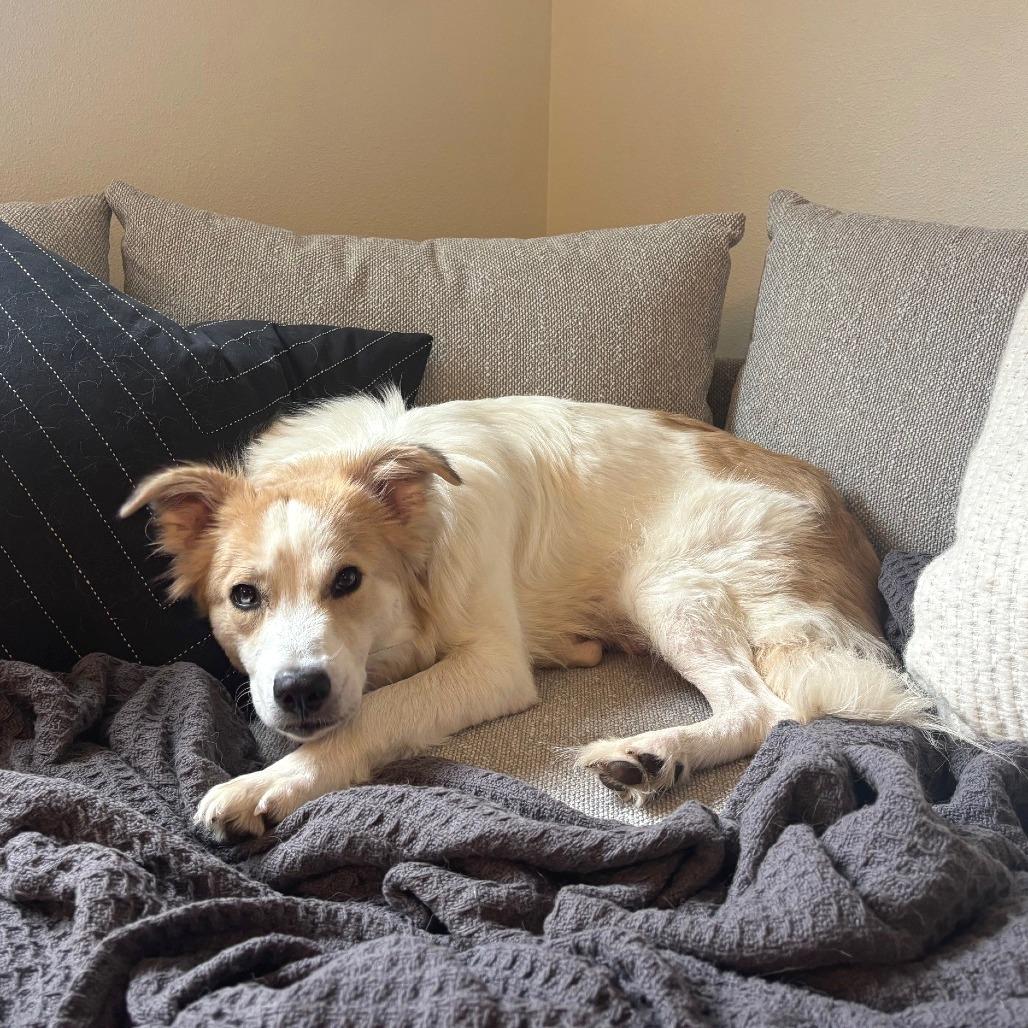 Sundae, Adoptable, Young Female Australian Shepherd & Great Pyrenees.