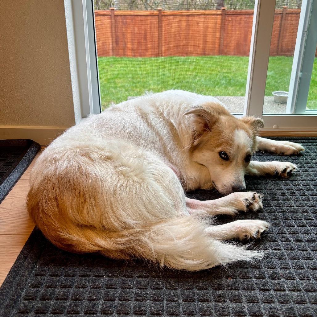 Enlarge Sundae, a Adoptable mixed breed in Woodinville, WA image 4/6