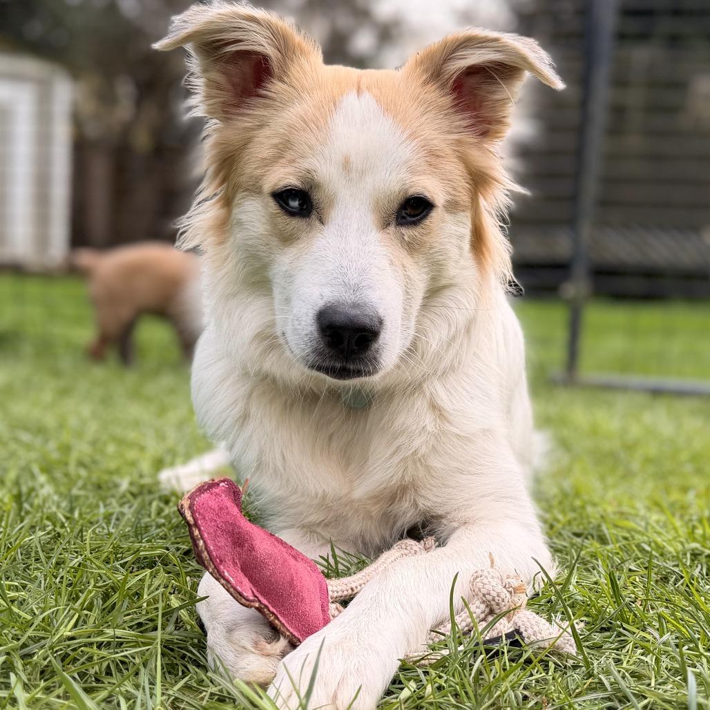 Enlarge Sundae, a Adoptable mixed breed in Woodinville, WA image 6/6