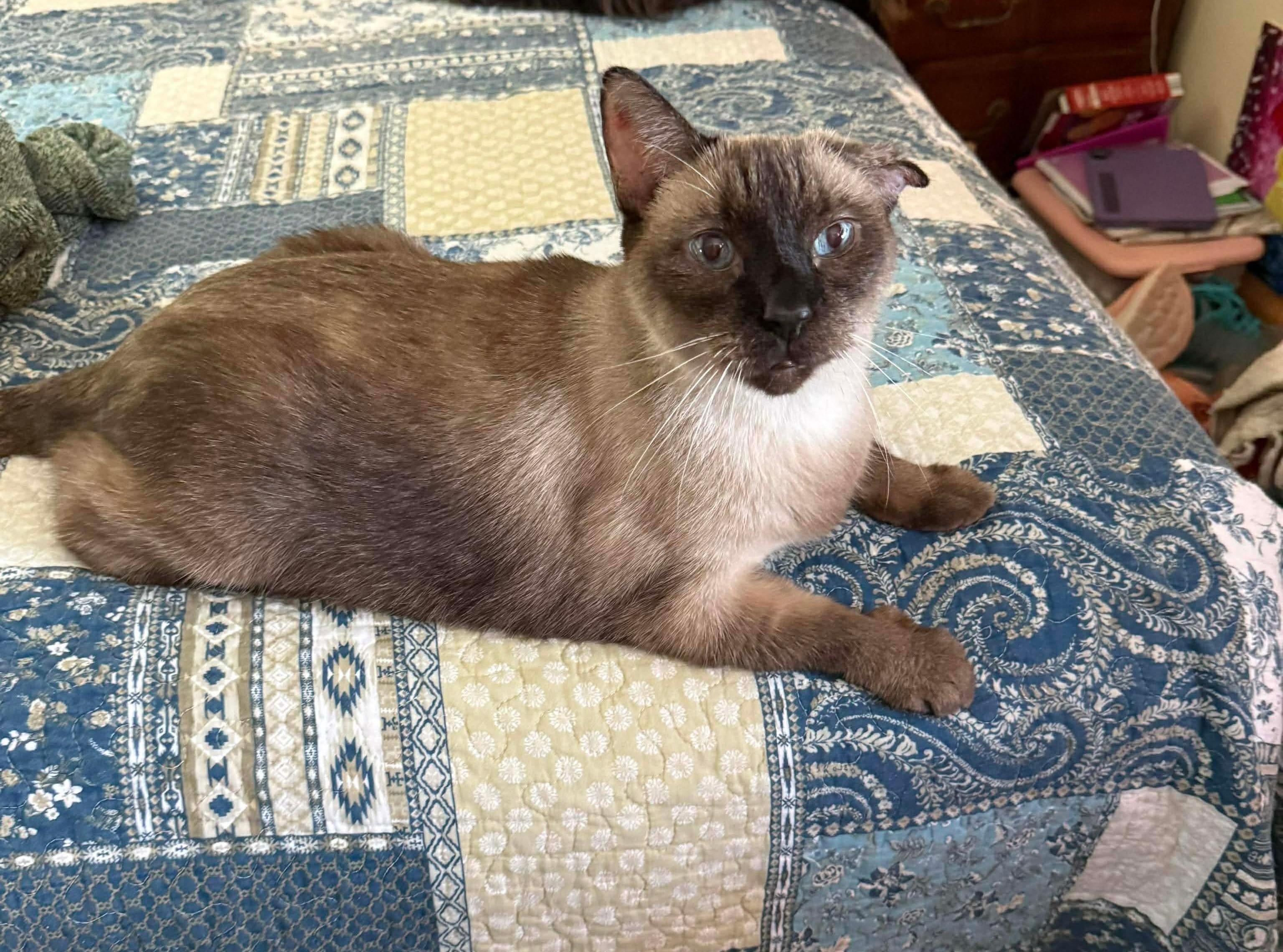 Enlarge Shadow, a ADOPTABLE Domestic Short Hair in Granite City, IL image 1/1