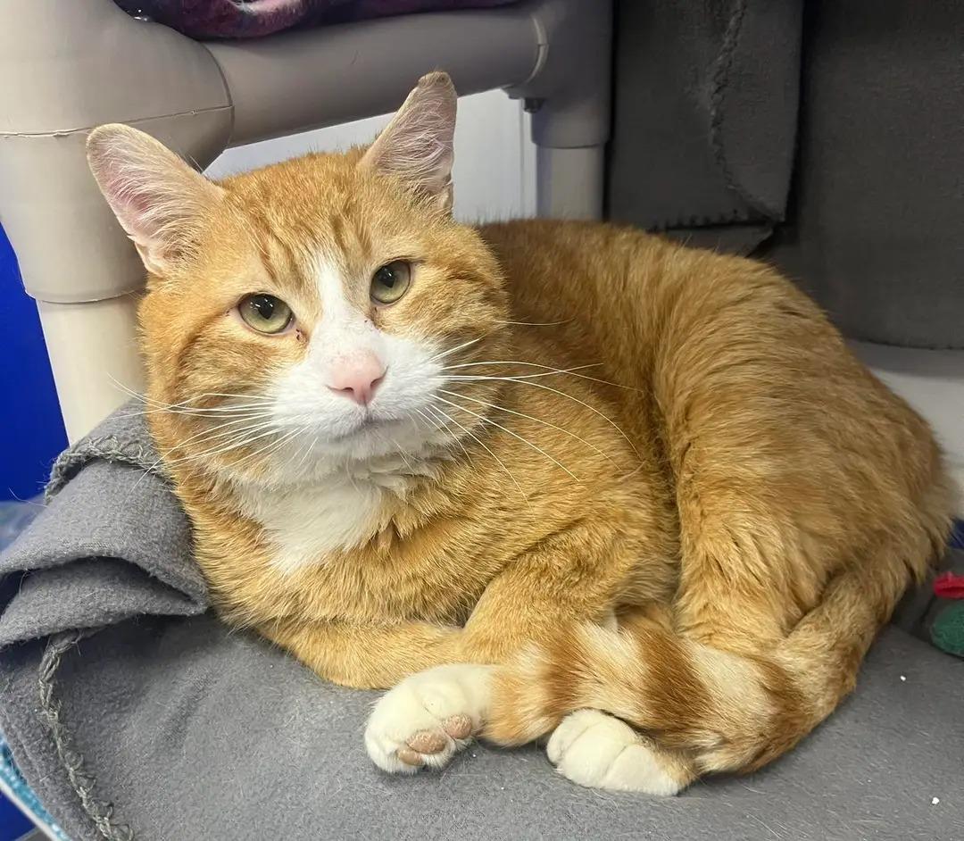 Archie, a ADOPTABLE Domestic Short Hair in Dunkirk, NY image 2/3