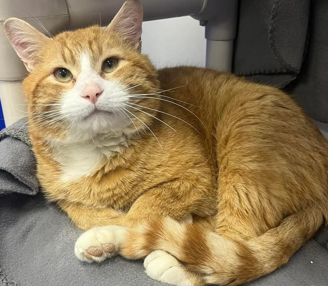 Archie, ADOPTABLE, Adult Male Domestic Short Hair.