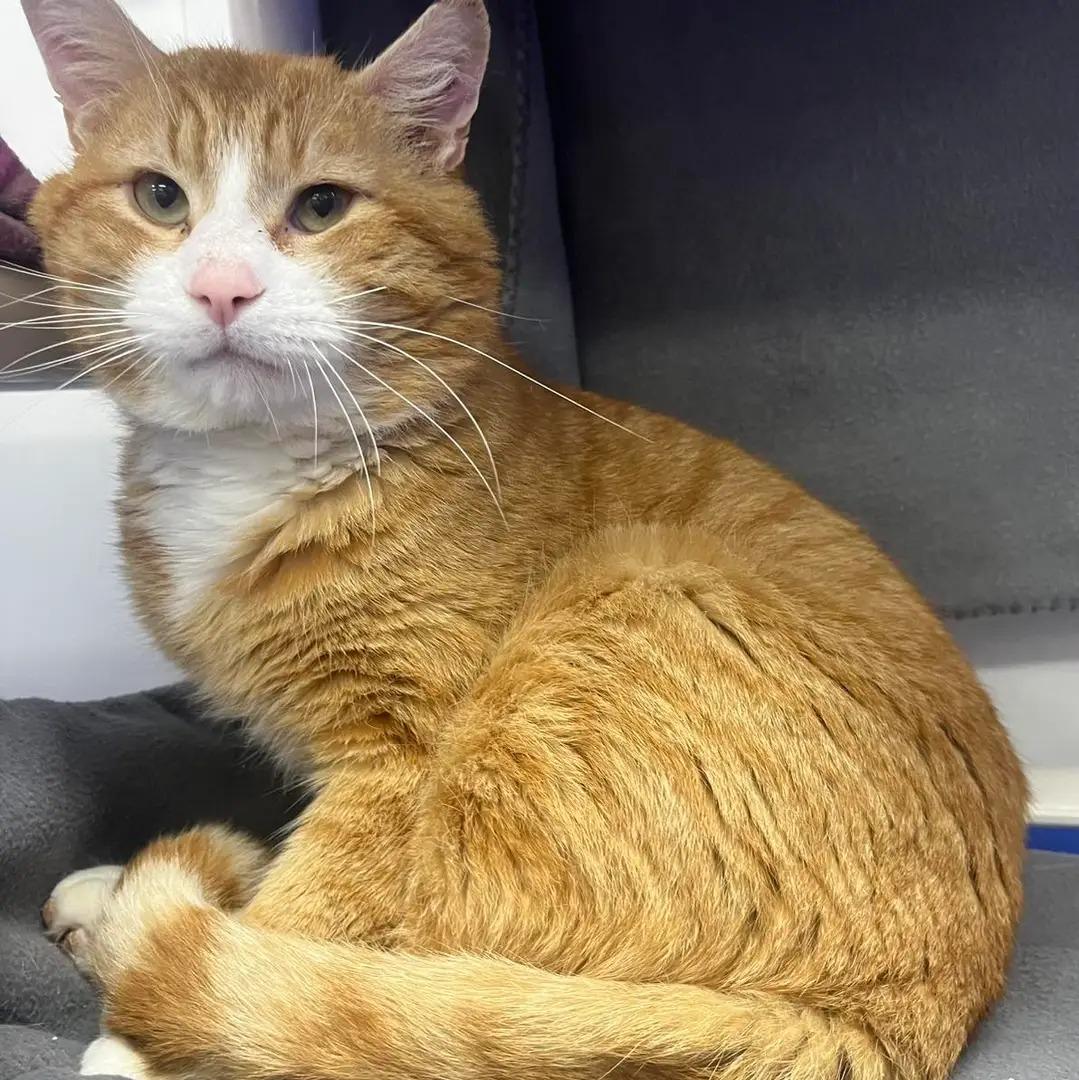 Archie, a ADOPTABLE Domestic Short Hair in Dunkirk, NY image 3/3