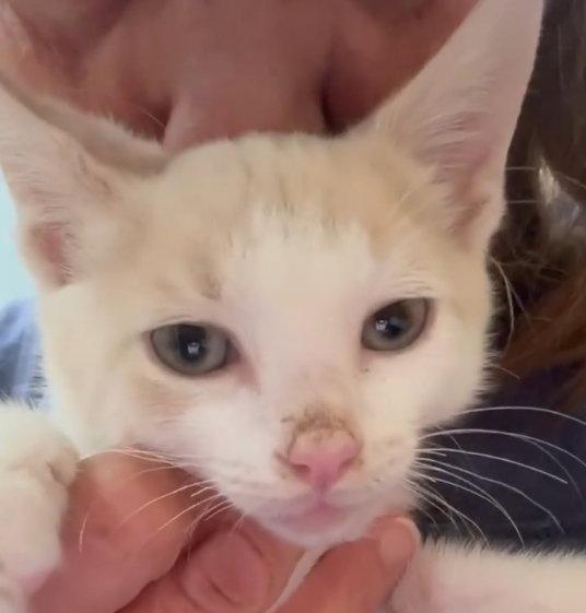 Enlarge Julius, a Adoptable Domestic Short Hair in Berlin, MD image 1/1