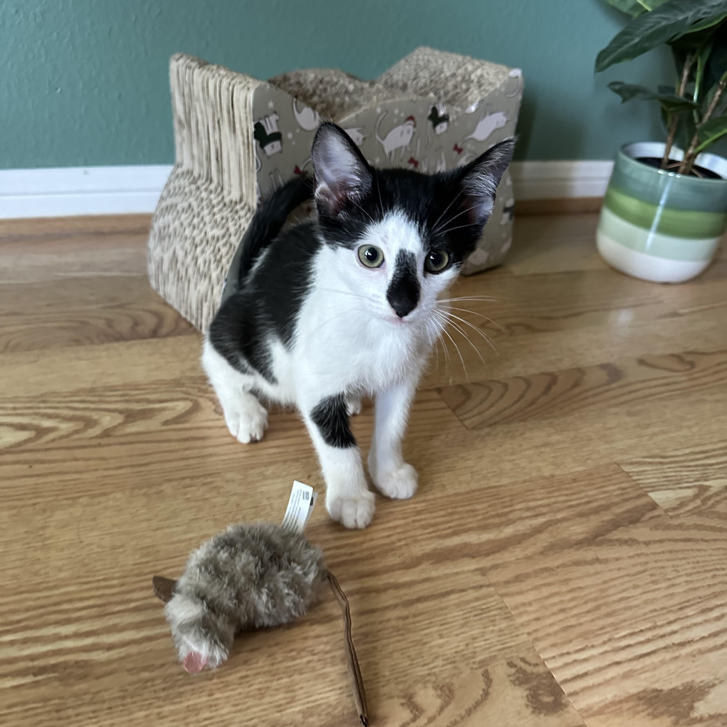 Jersey - Kuykendahl Petsmart