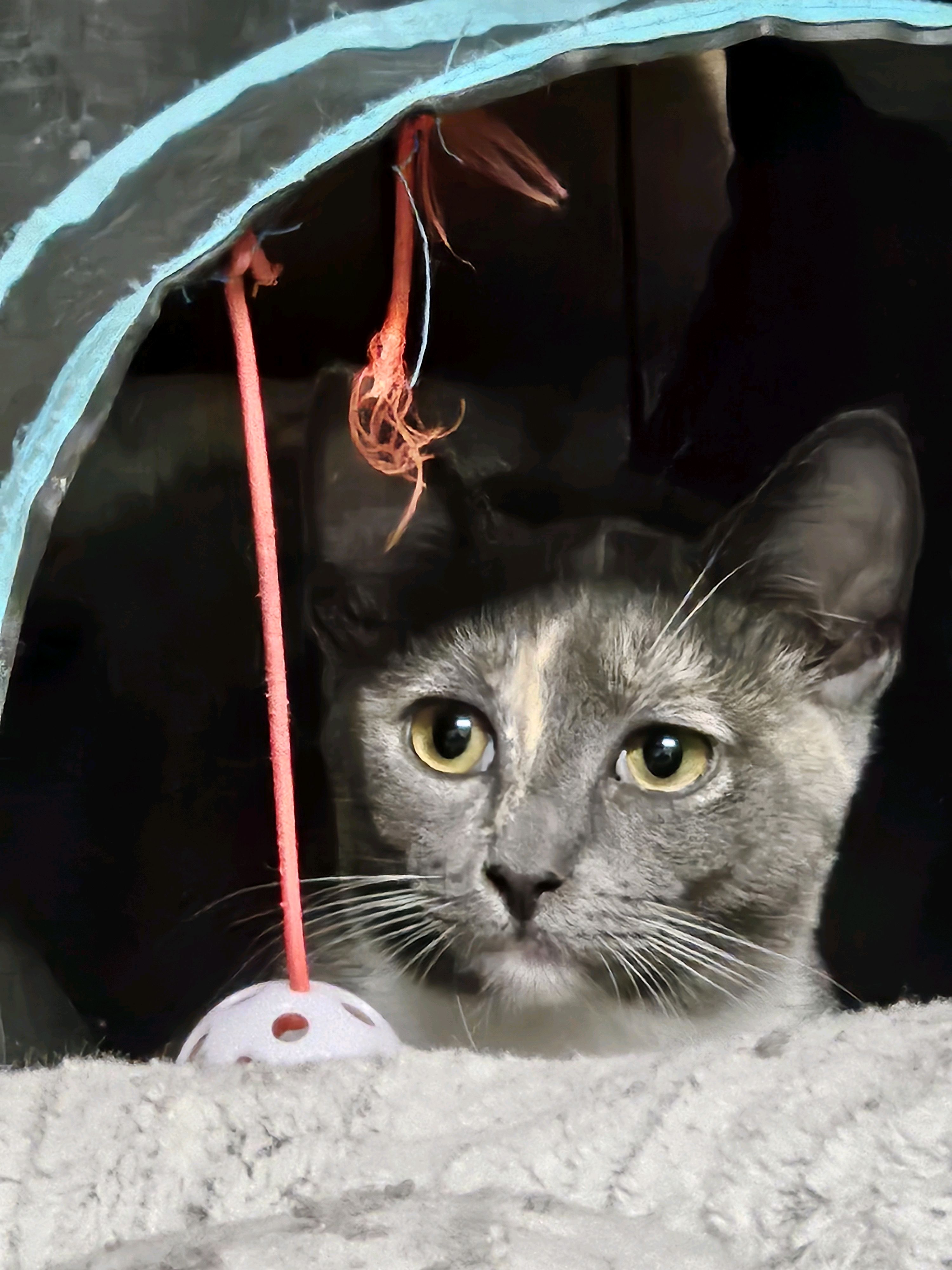 Cat for adoption Maxine & Marley Adorable Bonded Pair Alert!, a