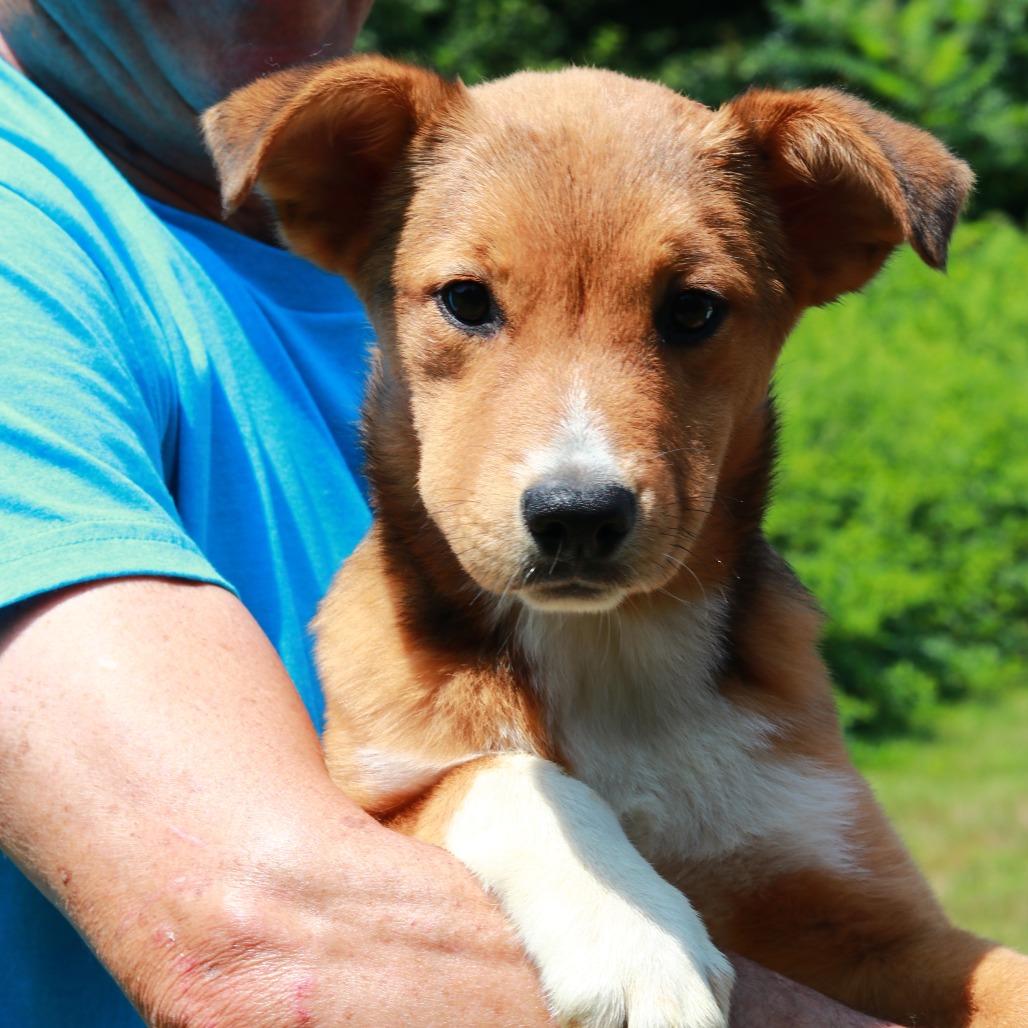 CT Josephine, Adoptable, Puppy Female Shepherd & Mixed Breed.