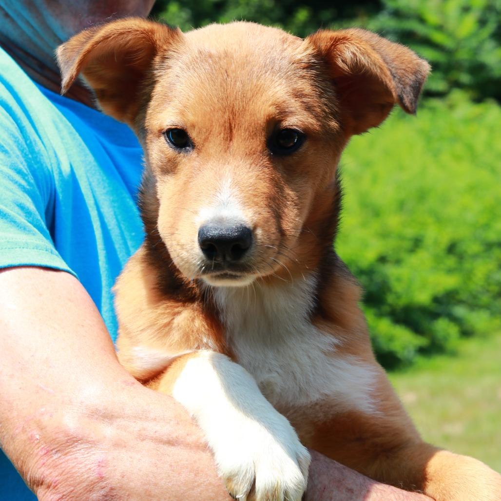CT Josephine, a Adoptable mixed breed in Stormville, NY image 2/6