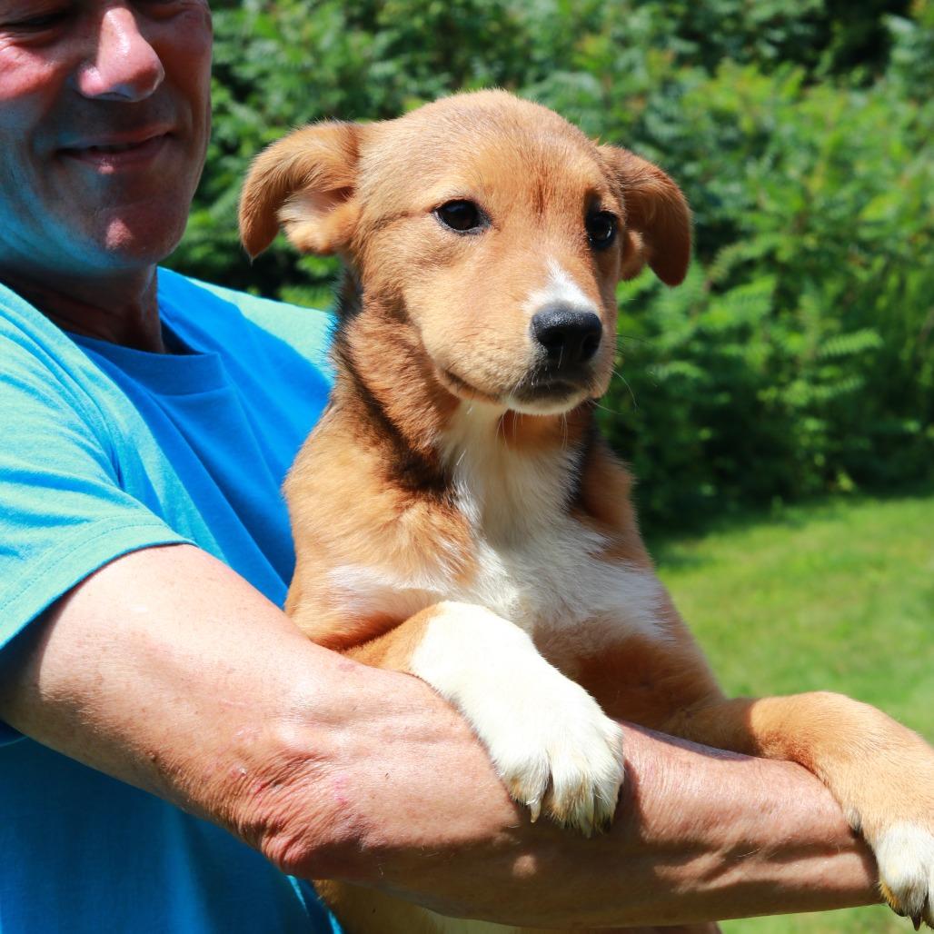 CT Josephine, a Adoptable mixed breed in Stormville, NY image 3/6