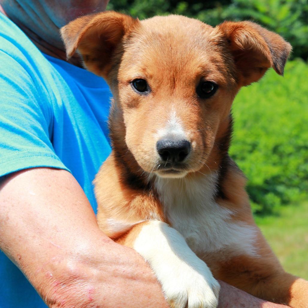 CT Josephine, a Adoptable mixed breed in Stormville, NY image 4/6