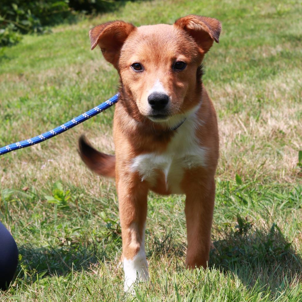 CT Josephine, a Adoptable mixed breed in Stormville, NY image 5/6