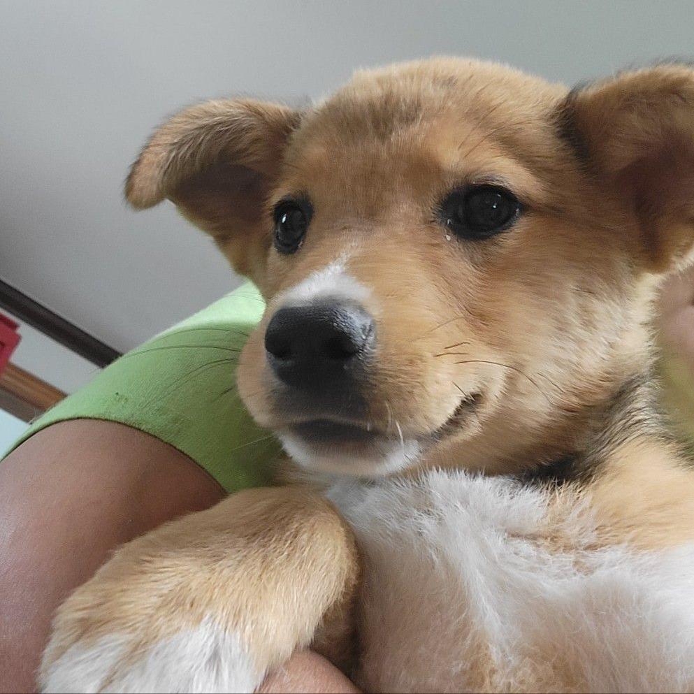 CT Josephine, a Adoptable mixed breed in Stormville, NY image 6/6