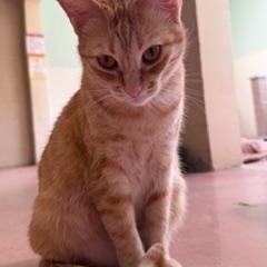 Sweet Pea, ADOPTABLE, Adult Female Domestic Short Hair.