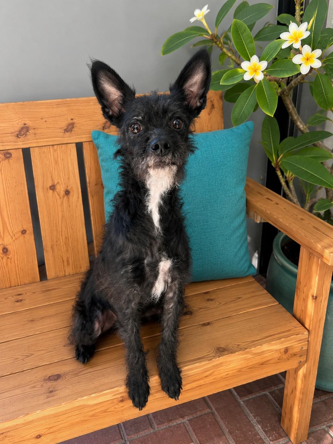 Bella, ADOPTABLE, Young Female Terrier.