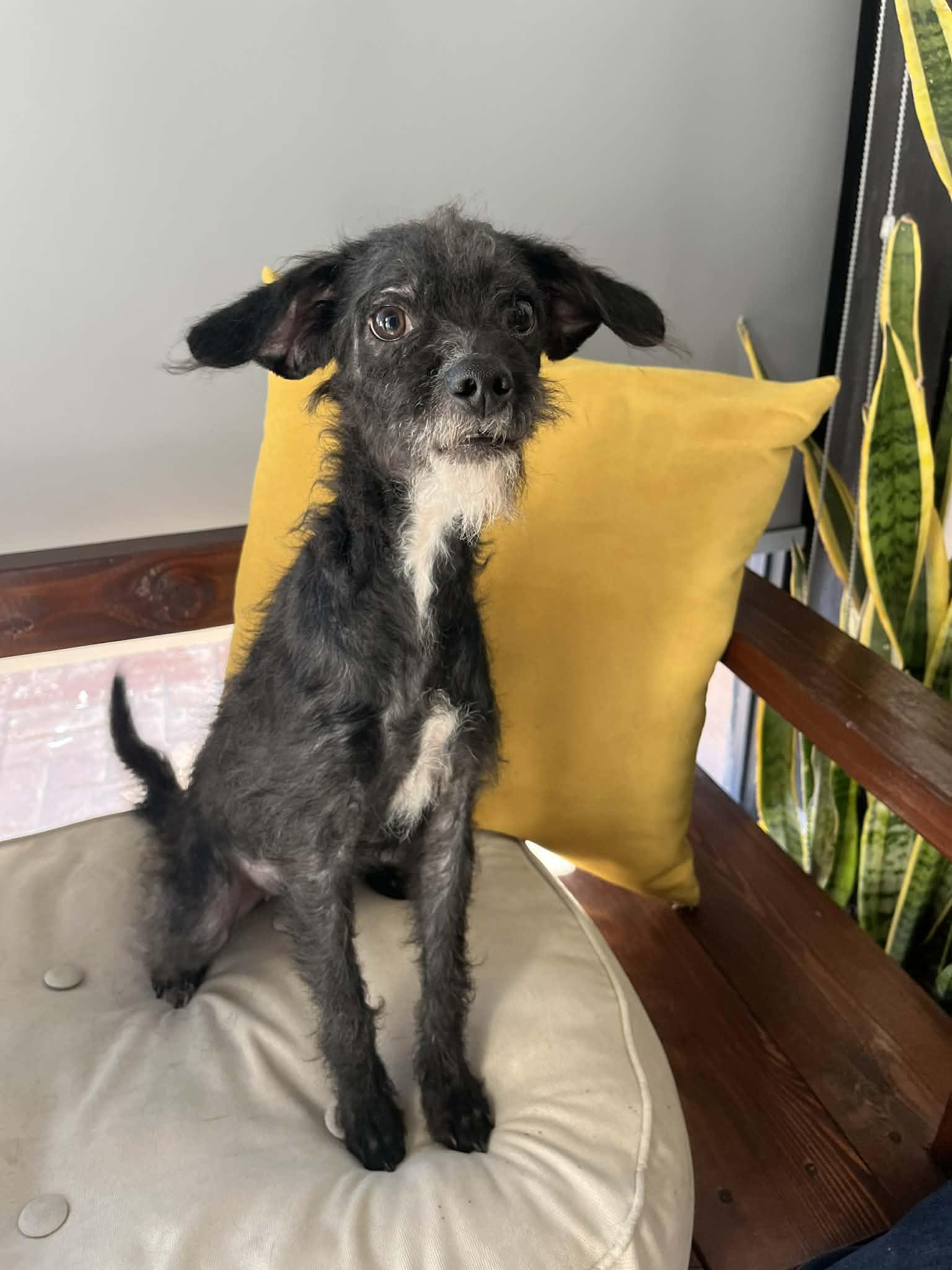 Enlarge Bella, a ADOPTABLE mixed breed in Poway, CA image 2/2