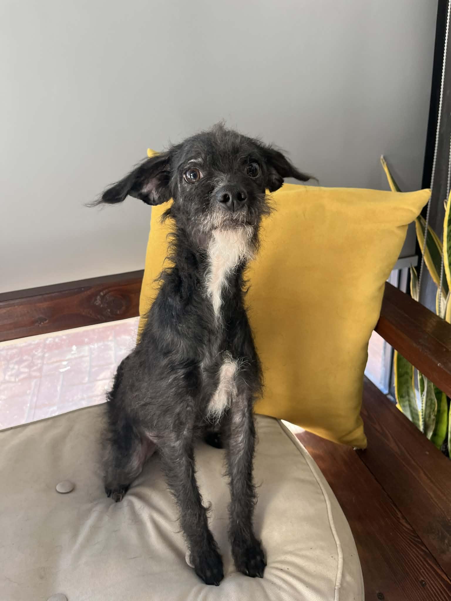 Enlarge Bella, a ADOPTABLE mixed breed in Poway, CA image 1/2