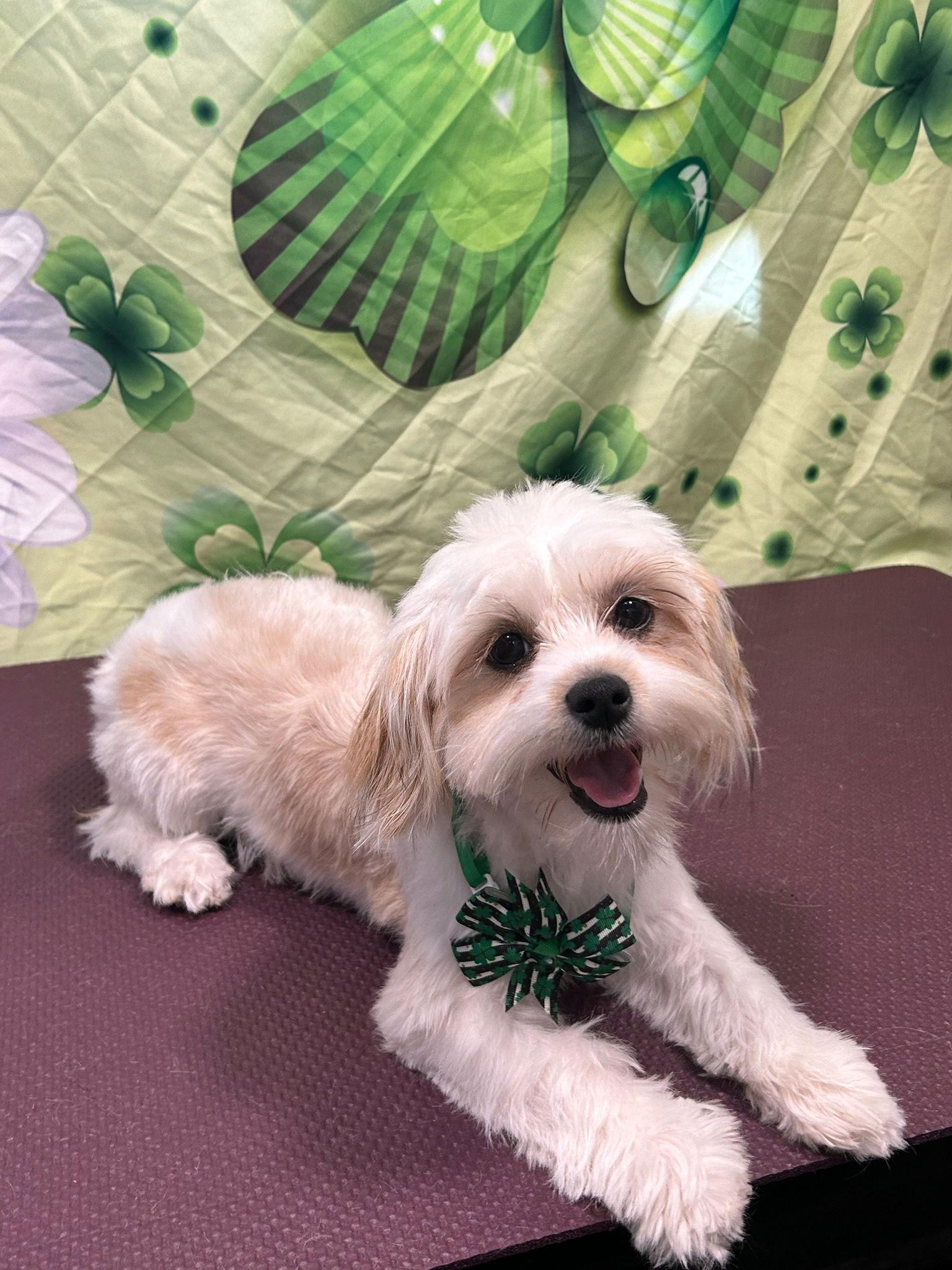 Enlarge Gigi - F, a Adopted mixed breed in Tampa, FL image 1/1