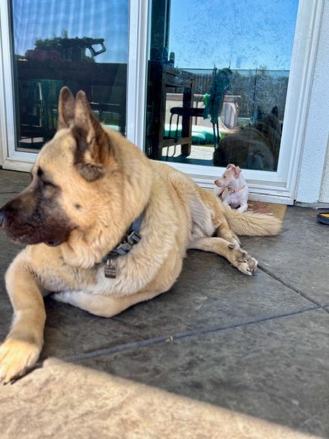 Enlarge Pepe, a ADOPTABLE mixed breed in Bay Point, CA image 2/6