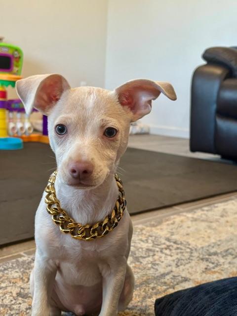 Pepe, ADOPTABLE, Puppy Male Chihuahua & Jack Russell Terrier.