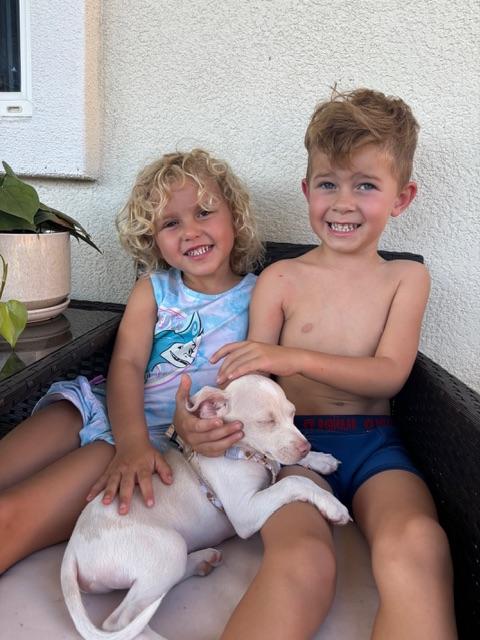 Enlarge Pepe, a ADOPTABLE mixed breed in Bay Point, CA image 3/6