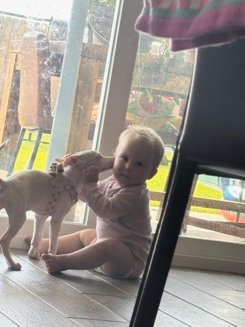 Enlarge Pepe, a ADOPTABLE mixed breed in Bay Point, CA image 5/6