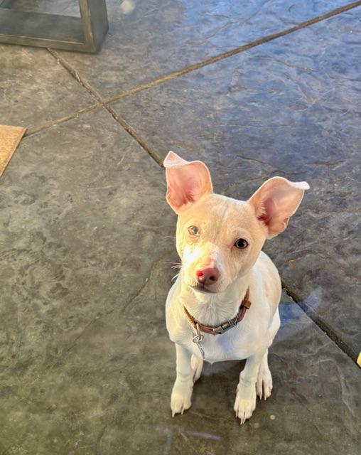 Enlarge Pepe, a ADOPTABLE mixed breed in Bay Point, CA image 4/6