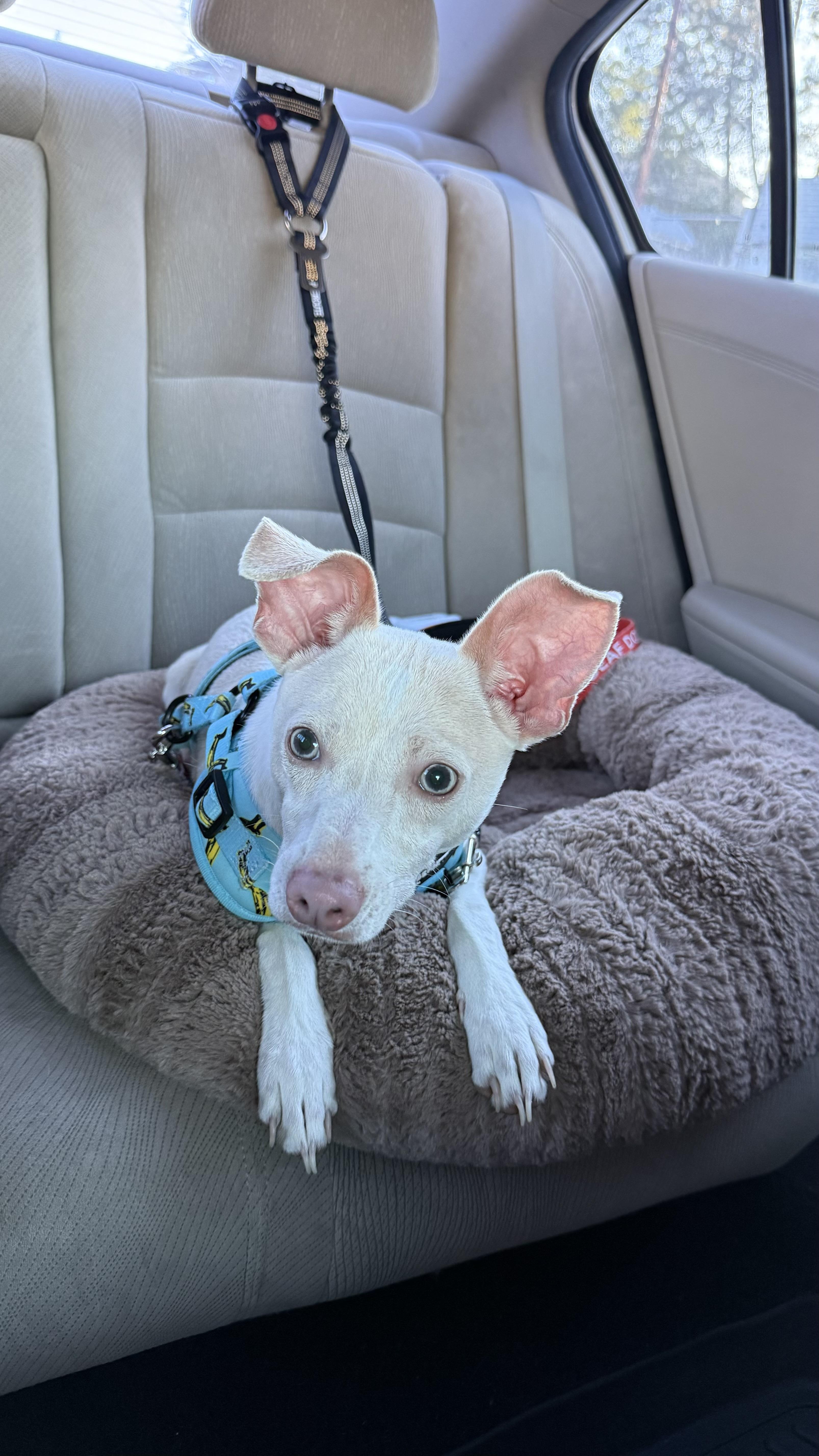 Enlarge Pepe, a ADOPTABLE mixed breed in Bay Point, CA image 6/6