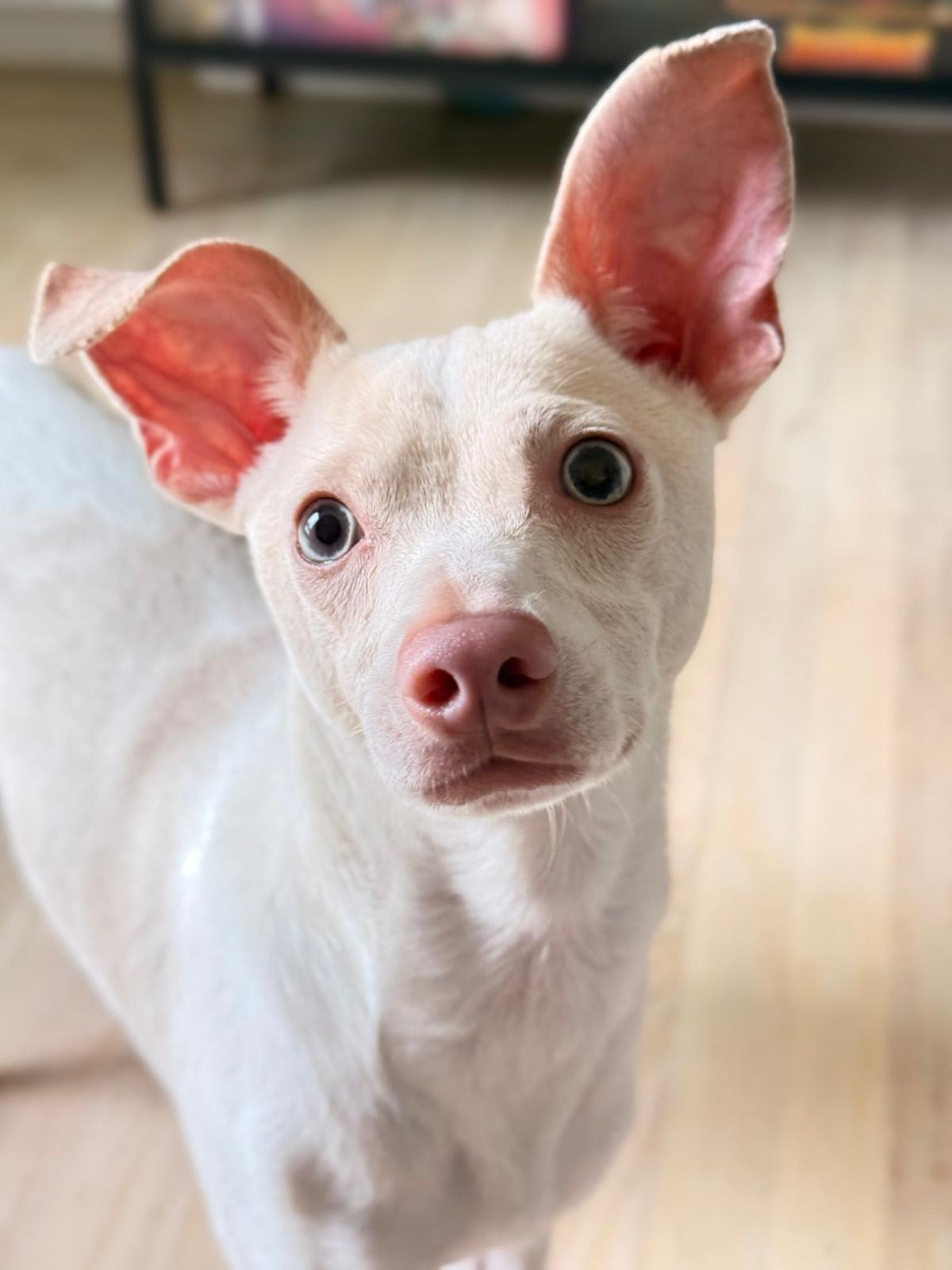 Pepe, ADOPTABLE, Puppy Male Chihuahua & Jack Russell Terrier.