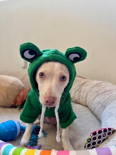 Enlarge Pepe, a ADOPTABLE mixed breed in Bay Point, CA image 6/6