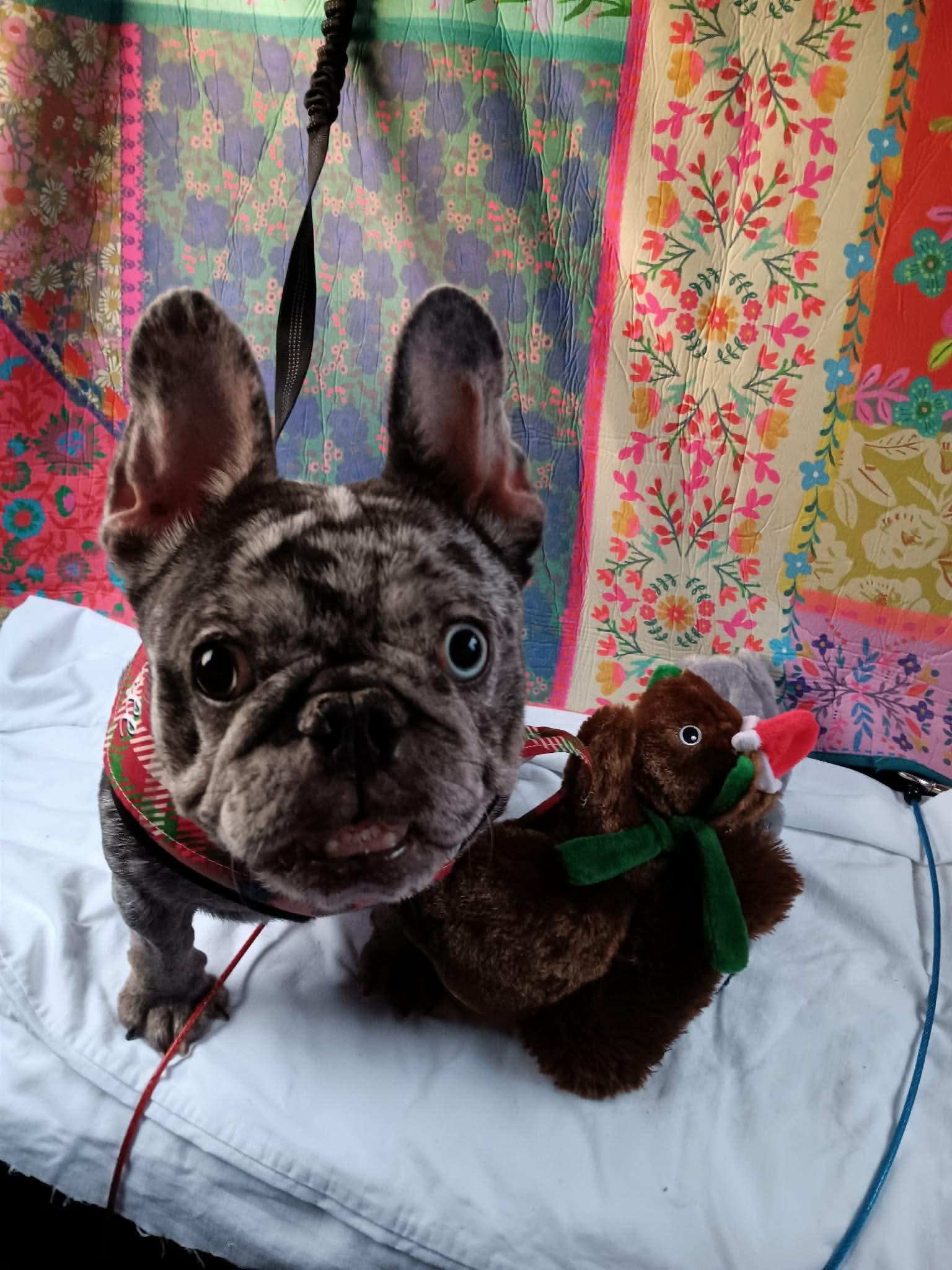 Enlarge Truly, a ADOPTABLE French Bulldog in Palm Coast, FL image 3/5