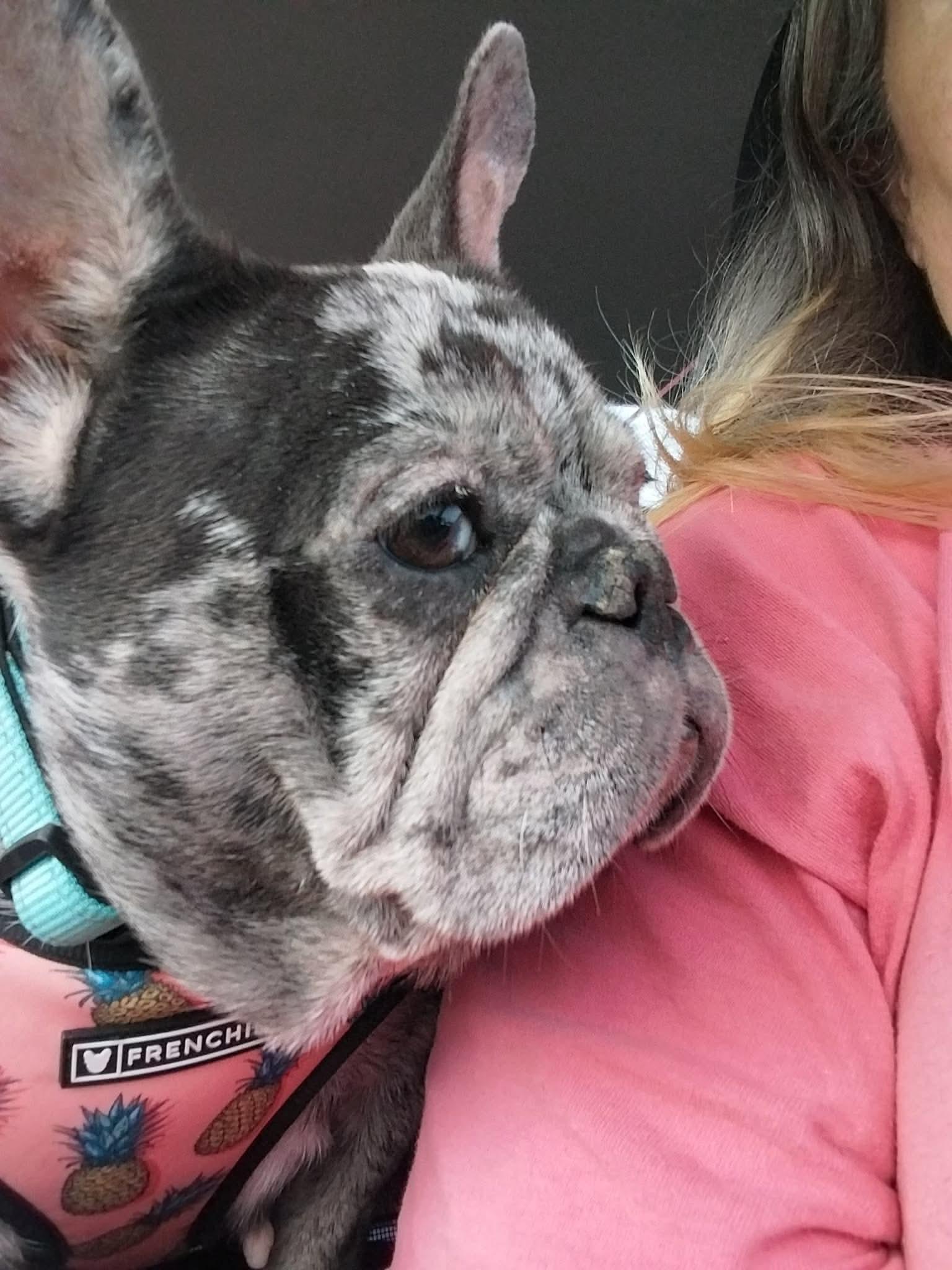 Enlarge Truly, a ADOPTABLE French Bulldog in Palm Coast, FL image 4/5