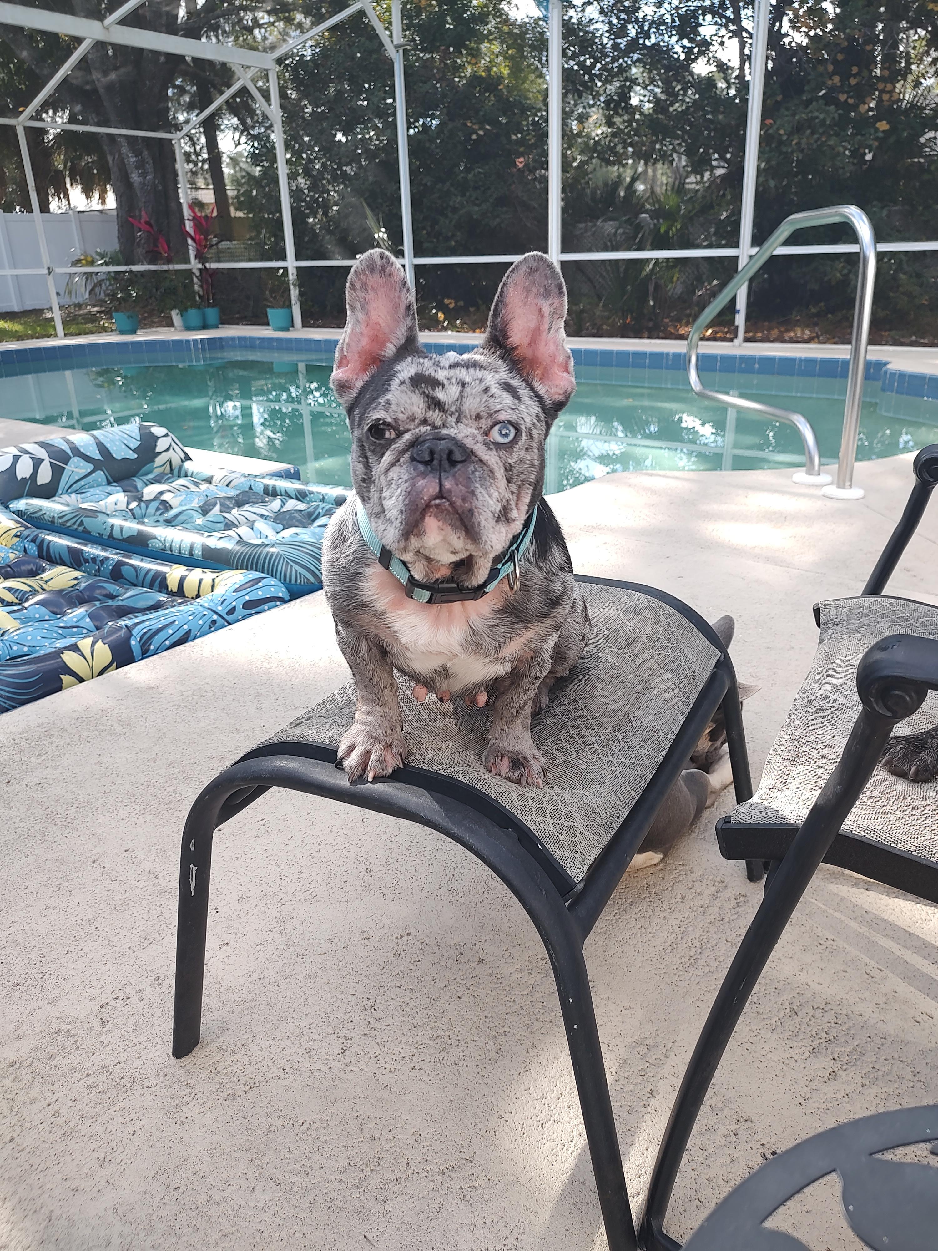 Enlarge Truly, a ADOPTABLE French Bulldog in Palm Coast, FL image 5/5