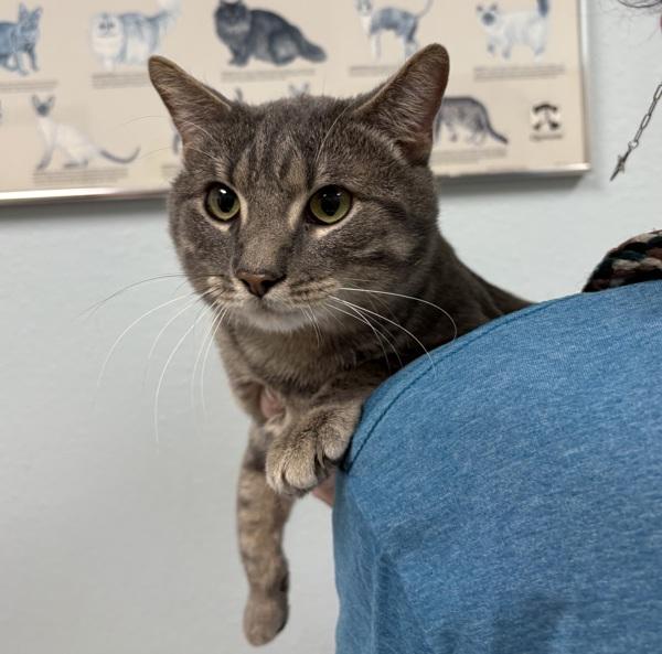 Enlarge Vanilla, a Adoptable mixed breed in Sioux City, IA image 1/1