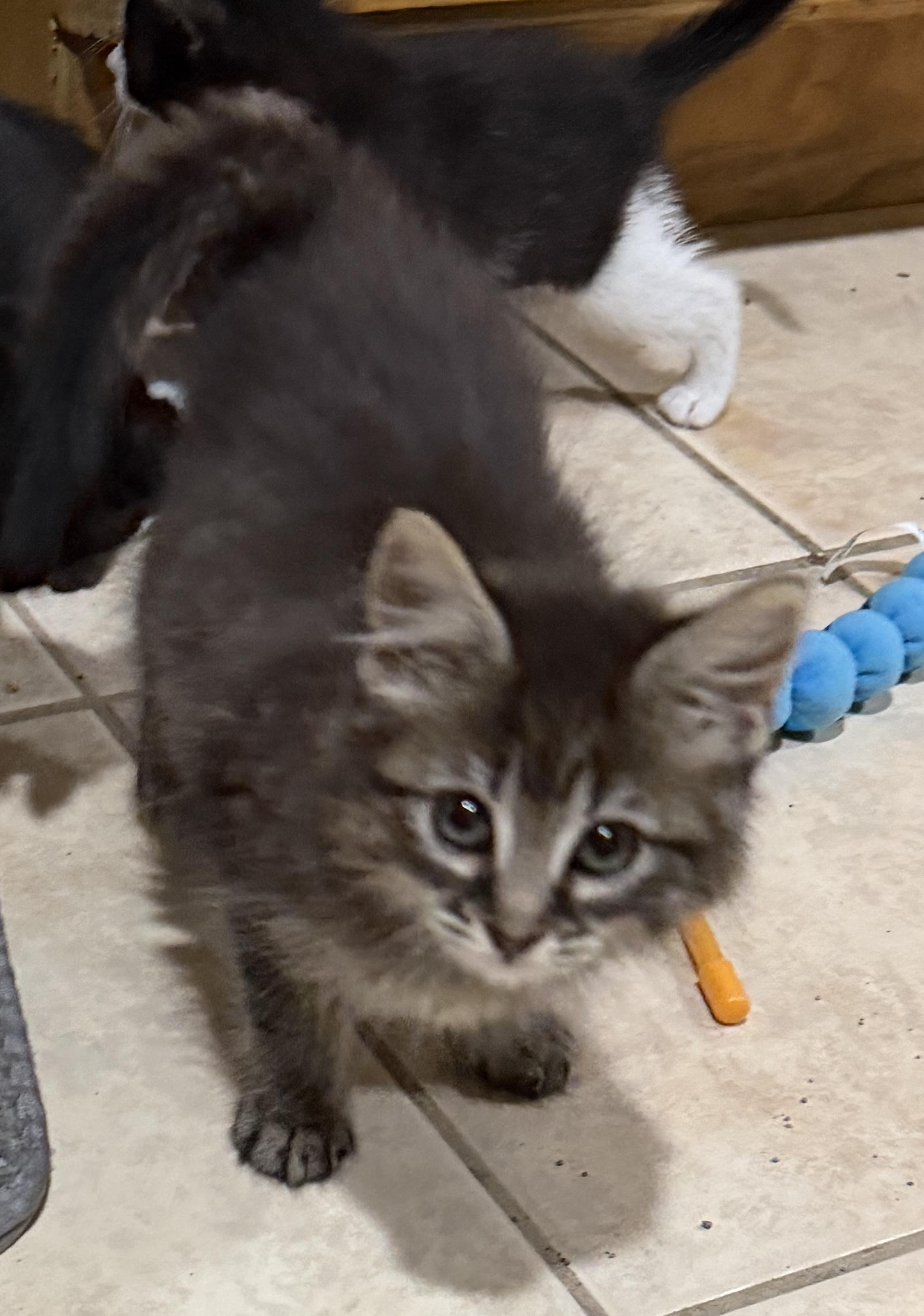 Enlarge Victoria, a Adoptable Domestic Long Hair in East Hanover, NJ image 5/5